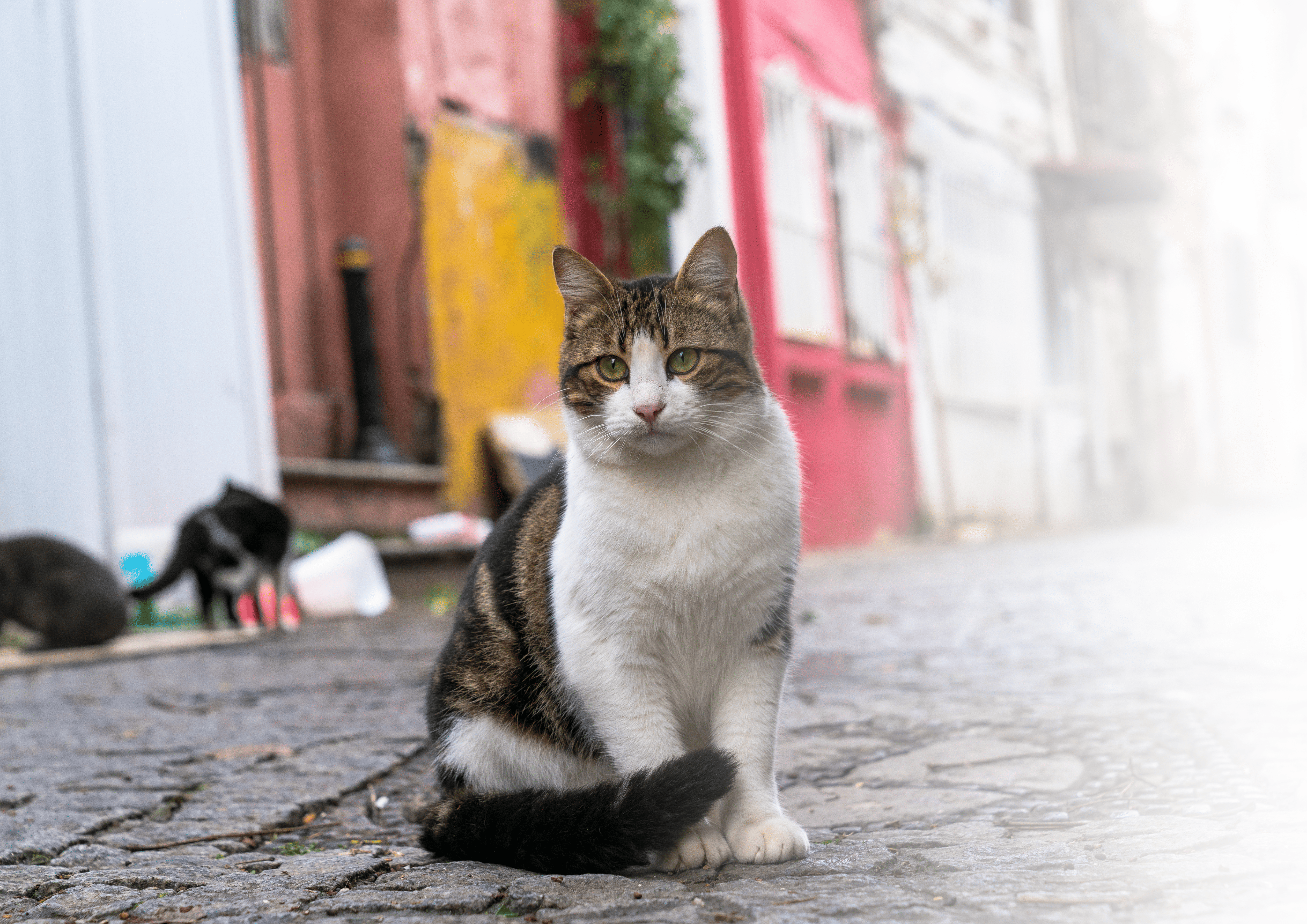 Burpees et croquettes aide les chats errants